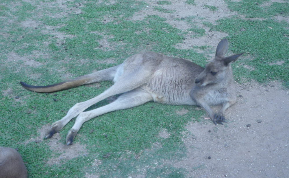 australia kangoroo