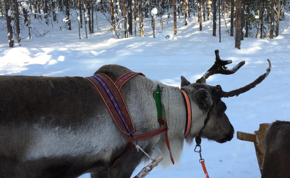 lapland finland reeinder